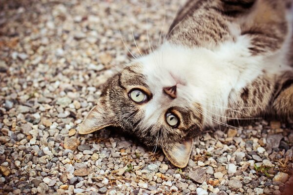 Grey cat with beautiful eyes on pebbles