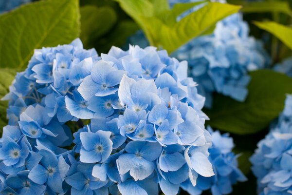 Infiorescenza blu di ortensia con foglie