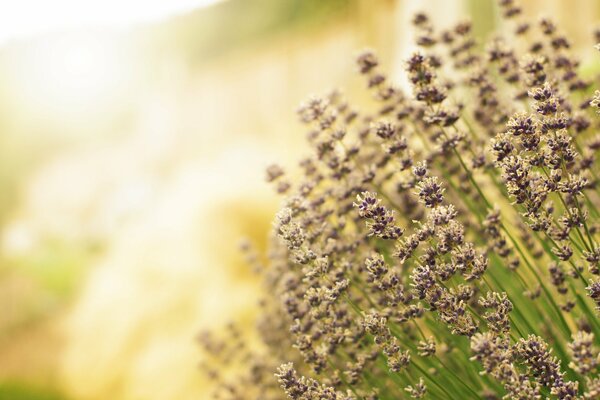 Lavender in the warm sunlight