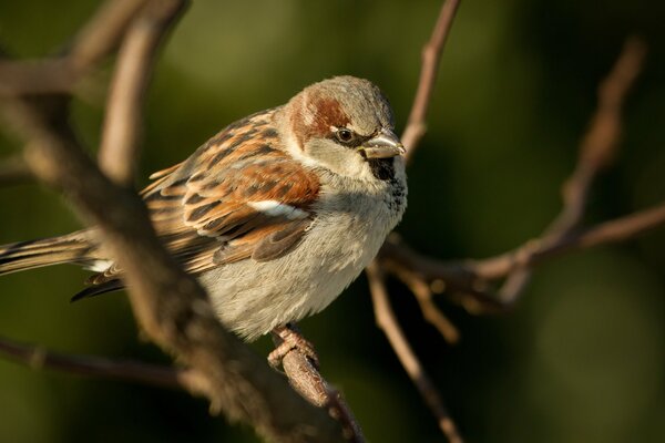 Moineau sur une branche, oiseau, petits oiseaux