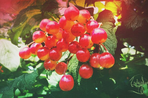 Baies rouges de Viorne sur une branche