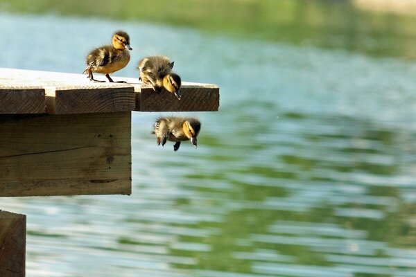 Małe kaczątka skaczą z molo do wody