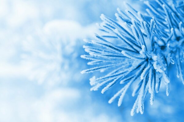 Nieve azul en las agujas del árbol de Navidad