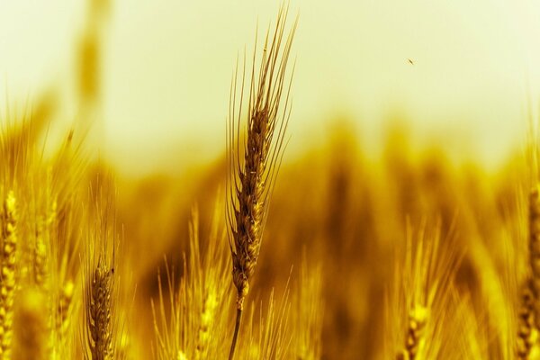 Mit Ähren steht Weizen in der Natur