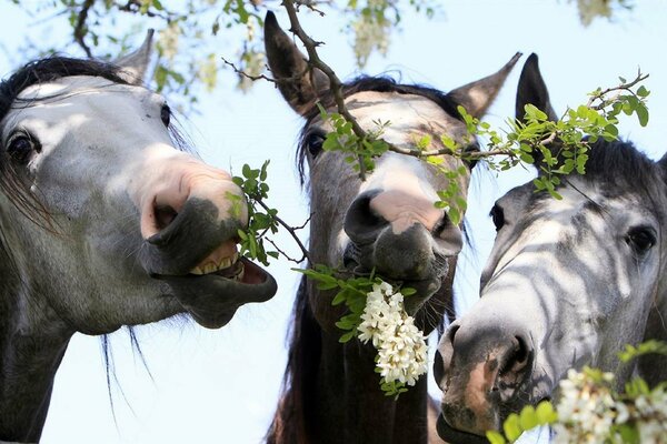 Les chevaux blancs mangent des fleurs d acacia