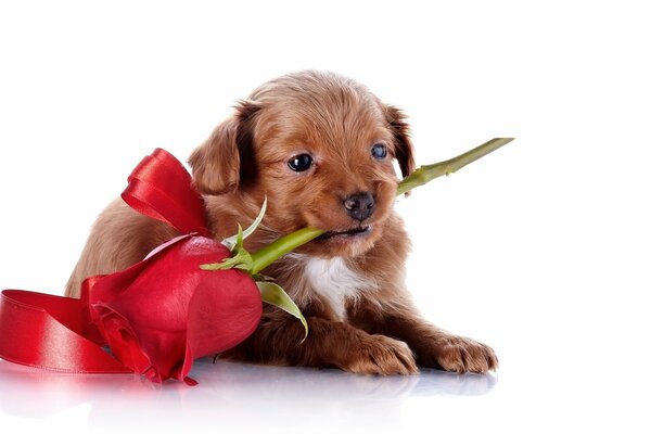 A small brown puppy with a rose in his mouth