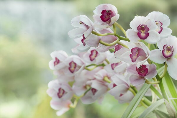 Biało-różowy bukiet orchidei na rozmytym tle