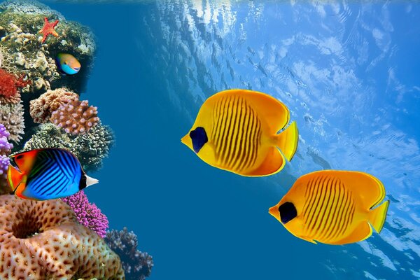 Interesante, peces de colores en el agua