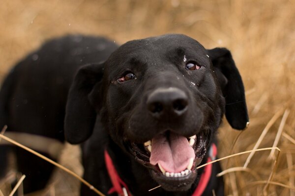 Le regard de chien est plus cher que l ami de l homme