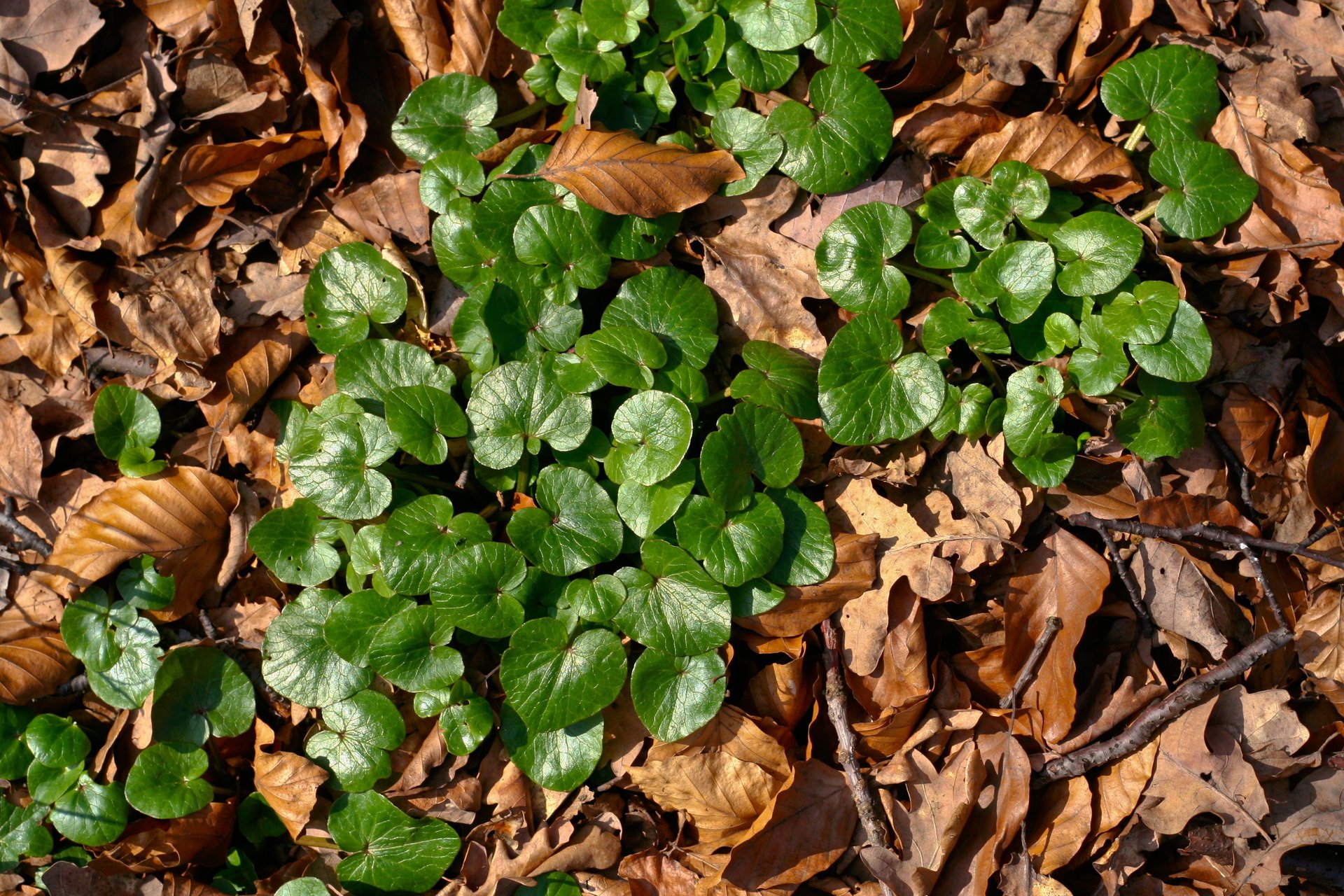 plant green light brown