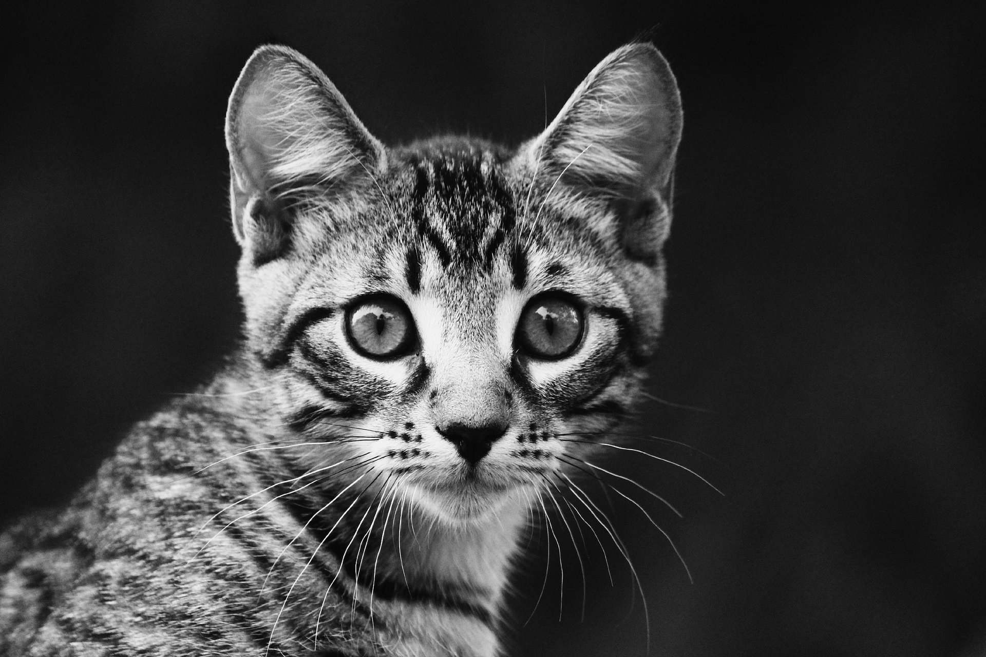 kitty portrait black and white striped look