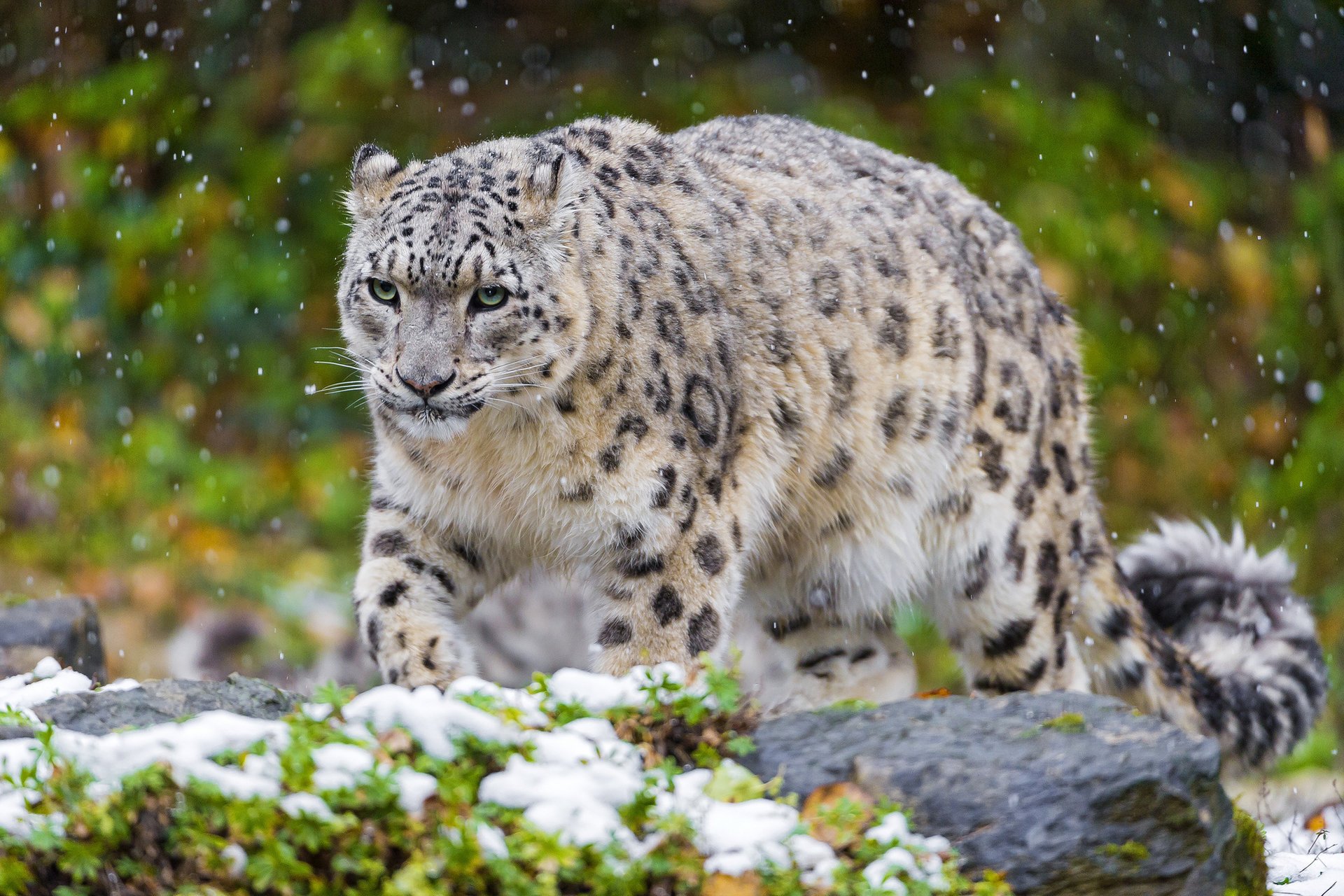 léopard des neiges chat irbis prédateur neige