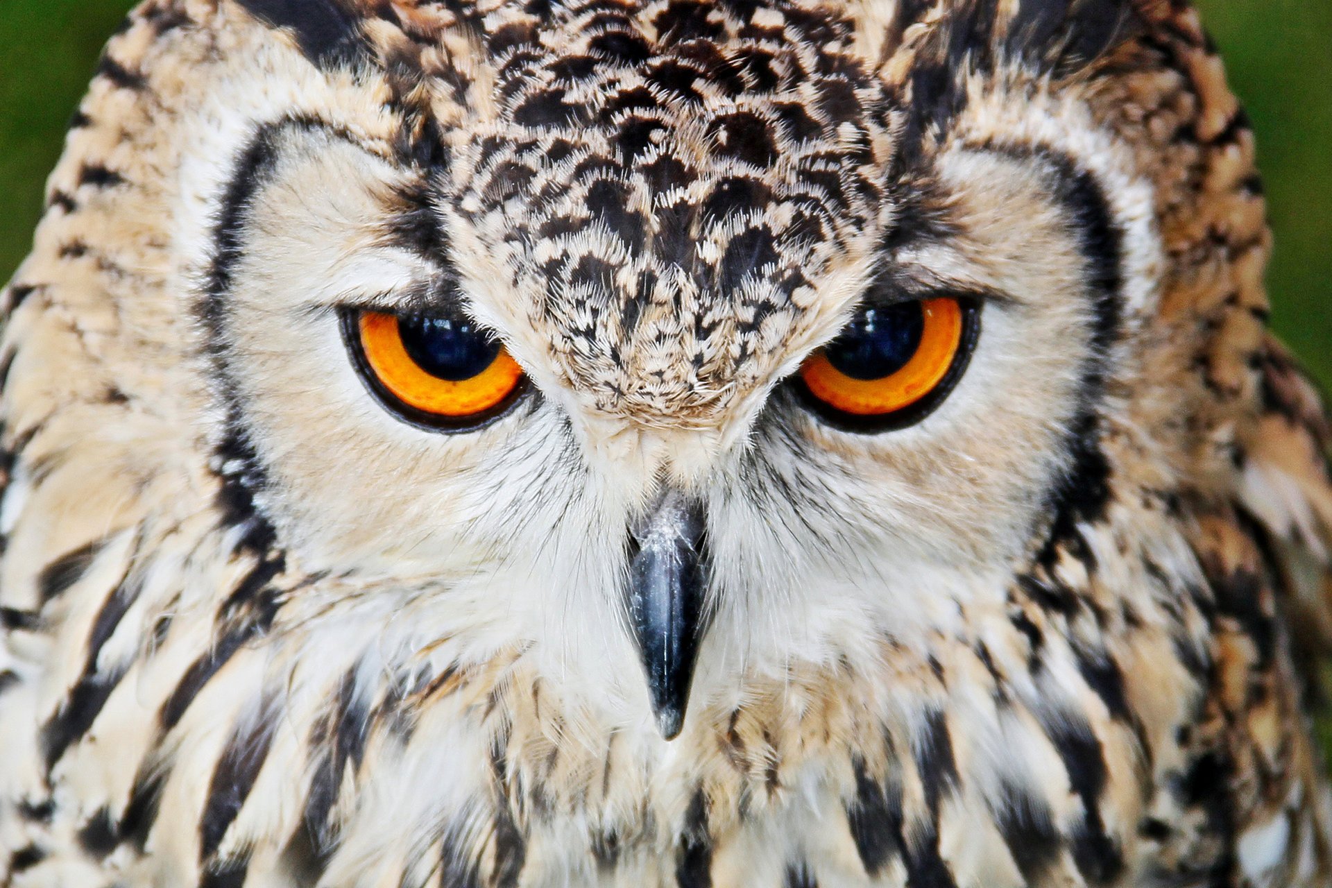 hibou oiseau portrait vue prédateur