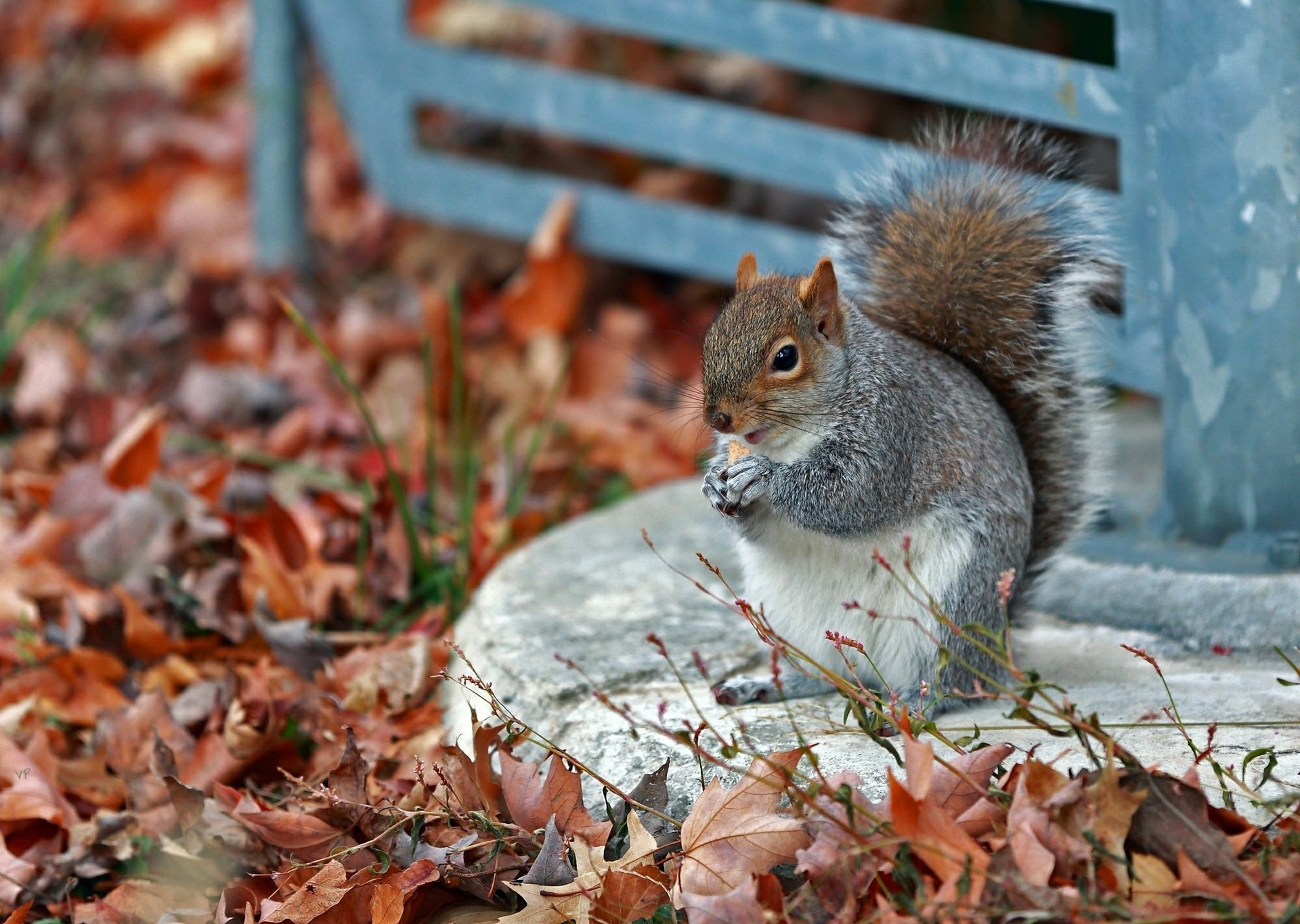 park eichhörnchen herbst isst gras grau blätter