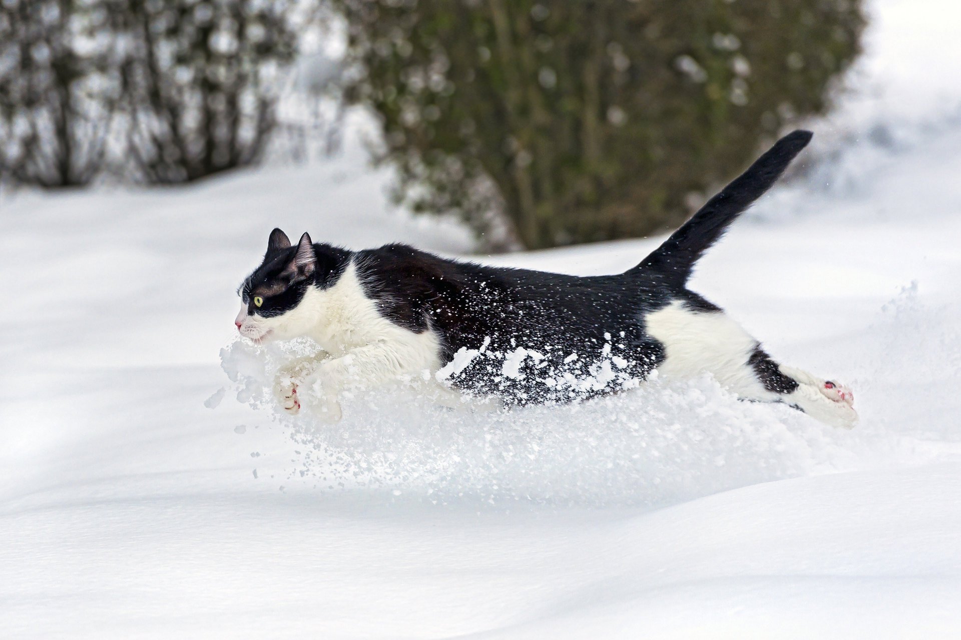 gatto ctambako la jaguar corre gatto neve inverno