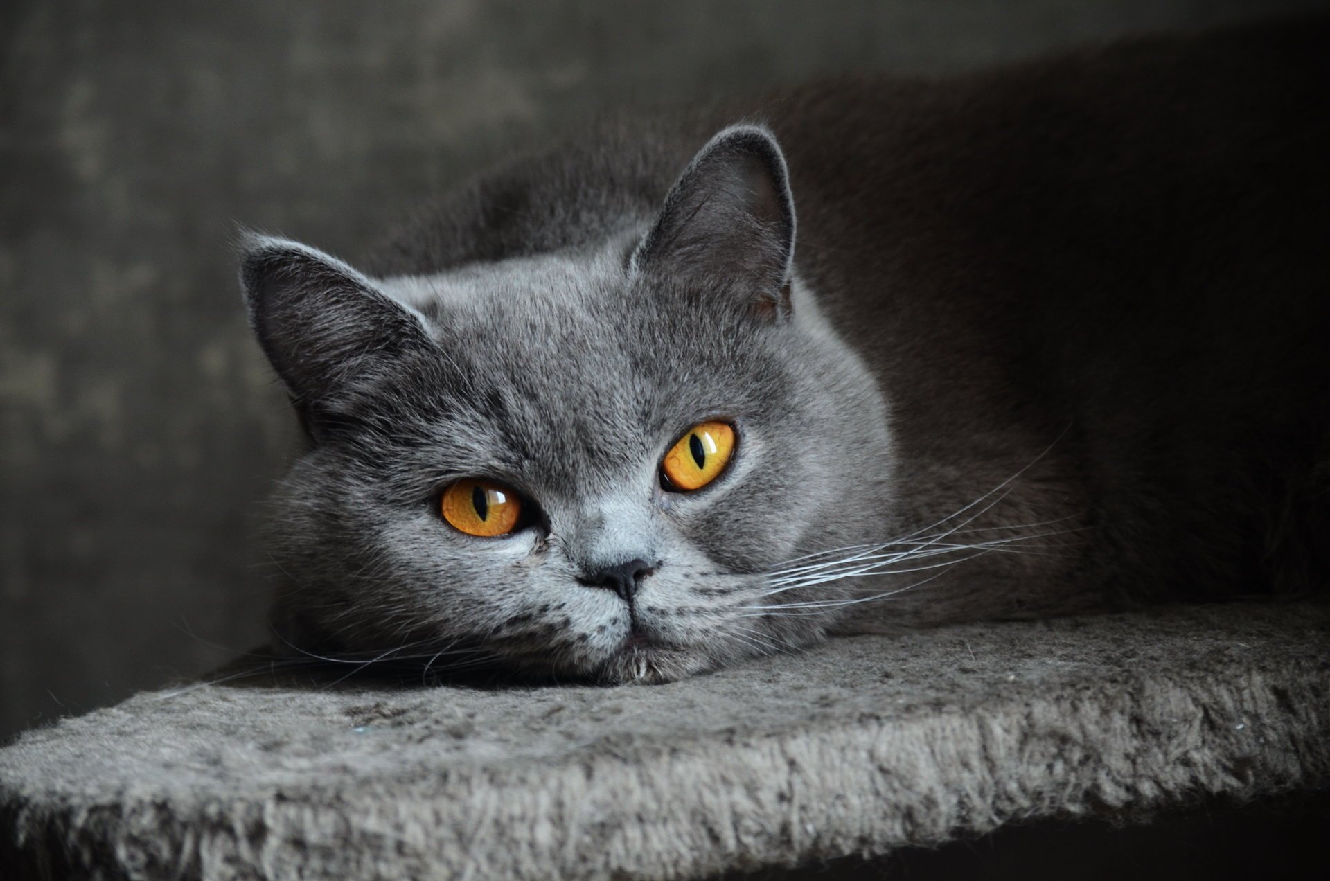 katze kurzhaar grau augen britisch