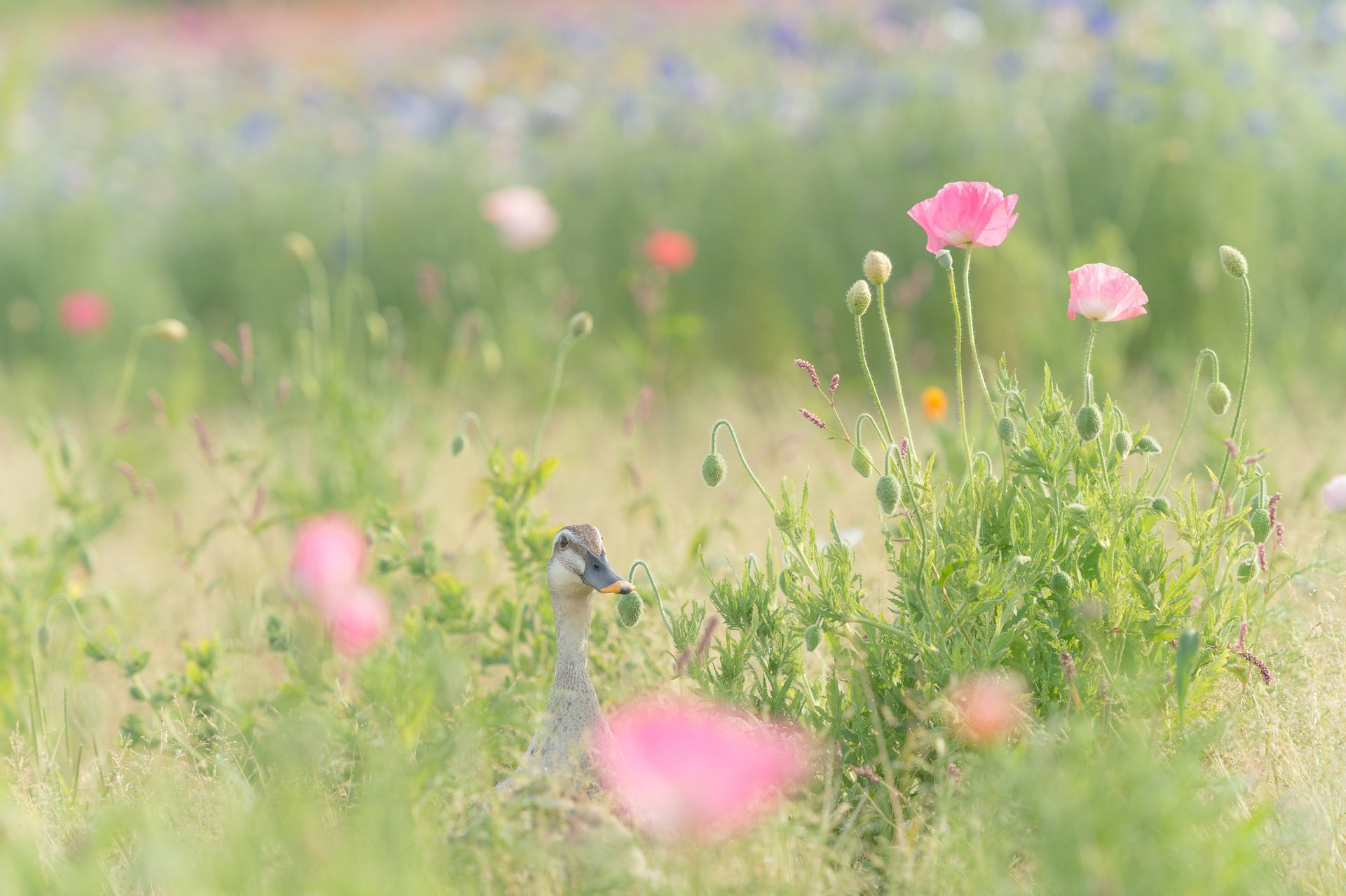 feld blumen mohn ente gras rosa