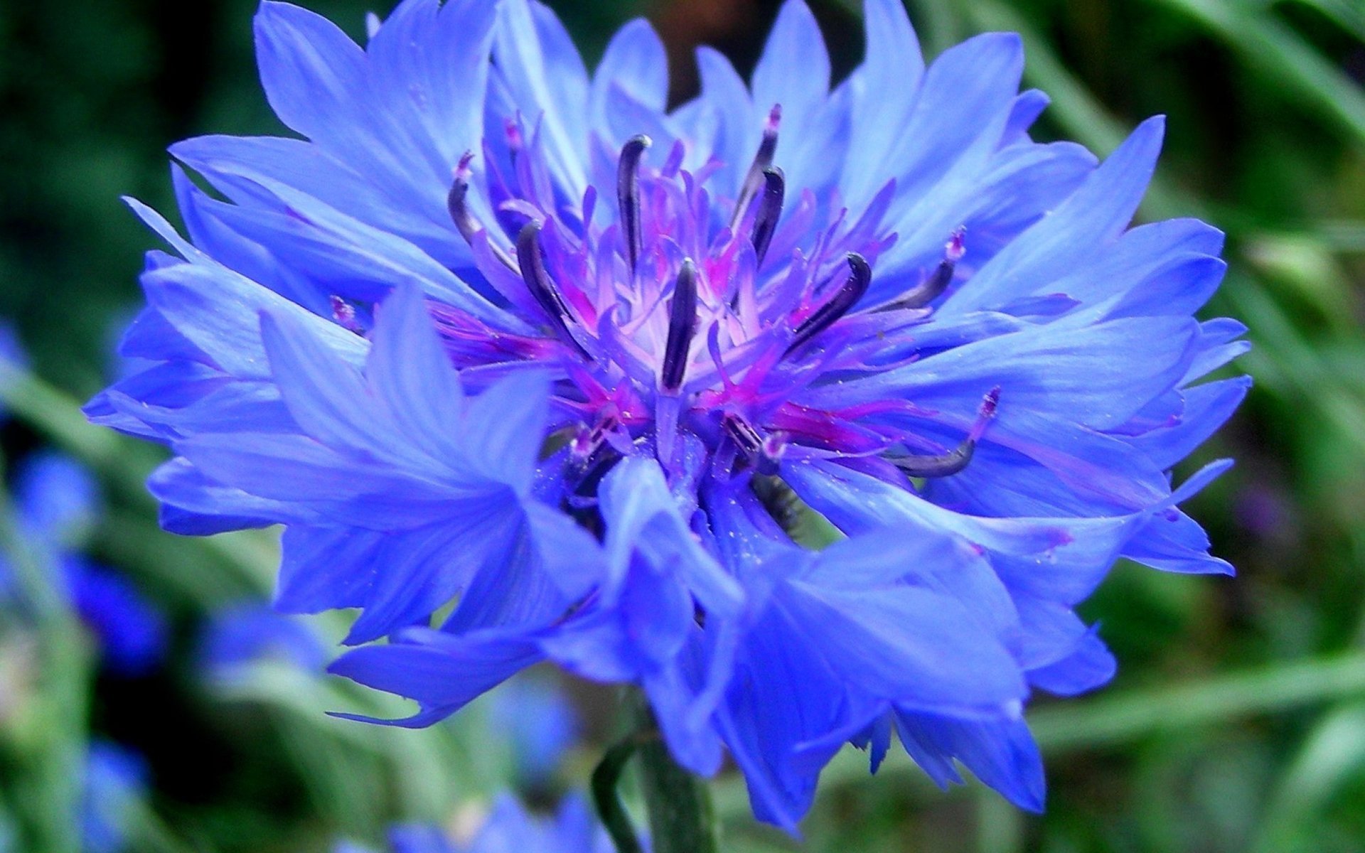 centaurea cornflower aciano verde flor aciano azul