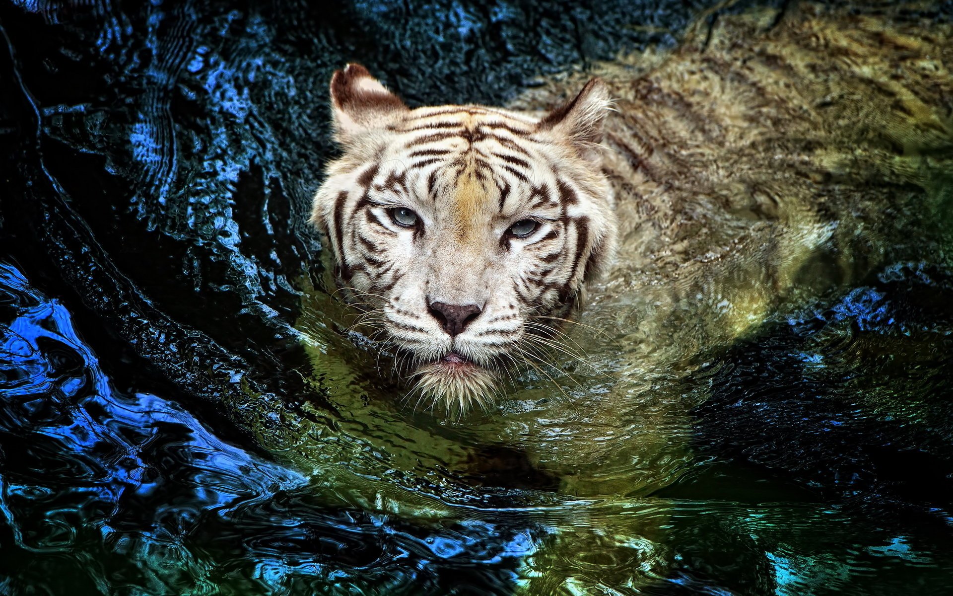 tiger tiger albino white swimming big cat