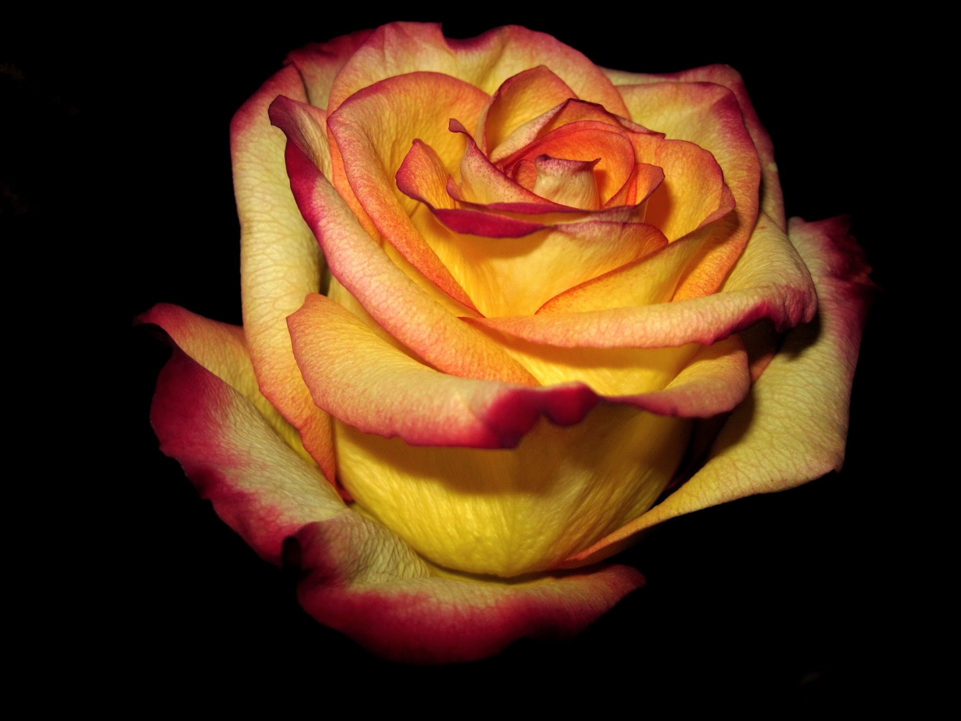 jaune bord rose fond sombre rouge