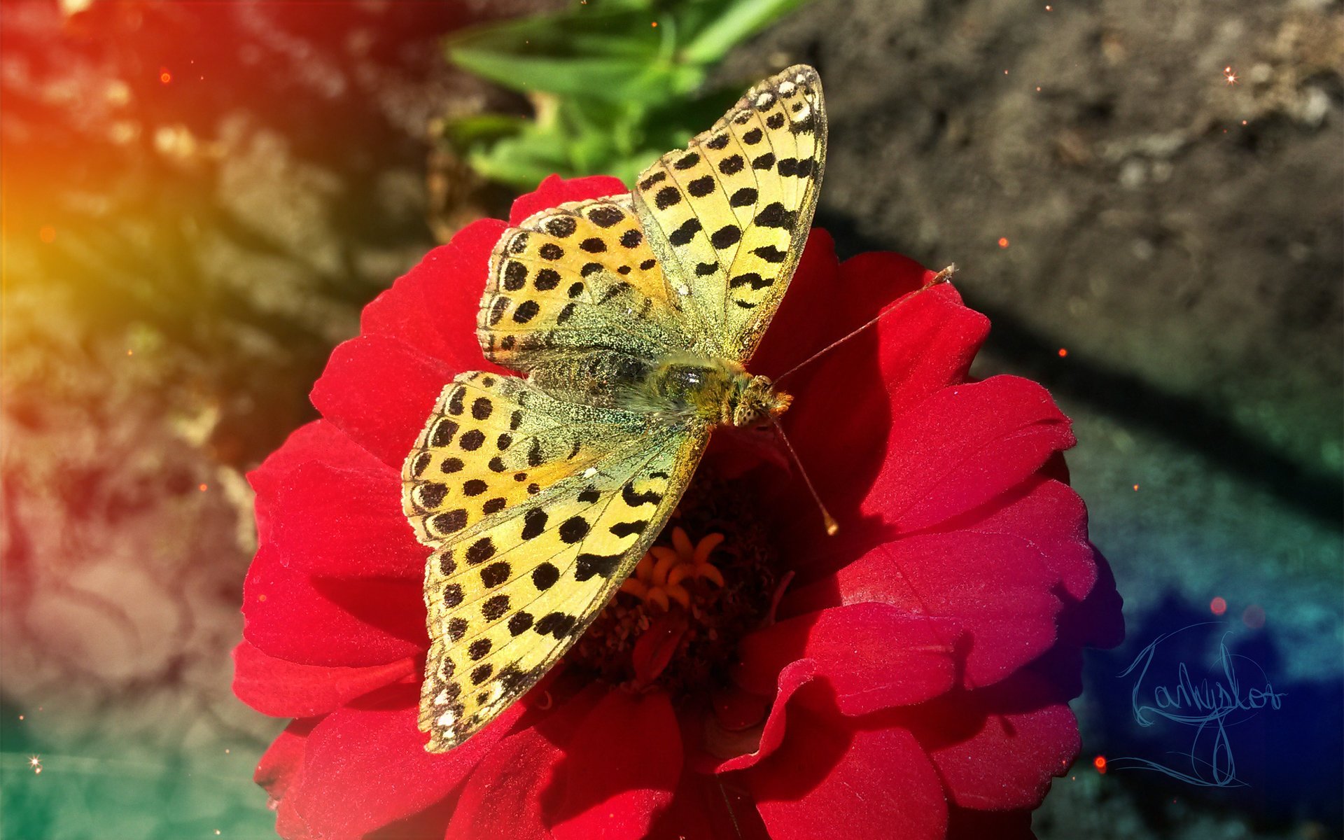 butterfly flower retro nature insect