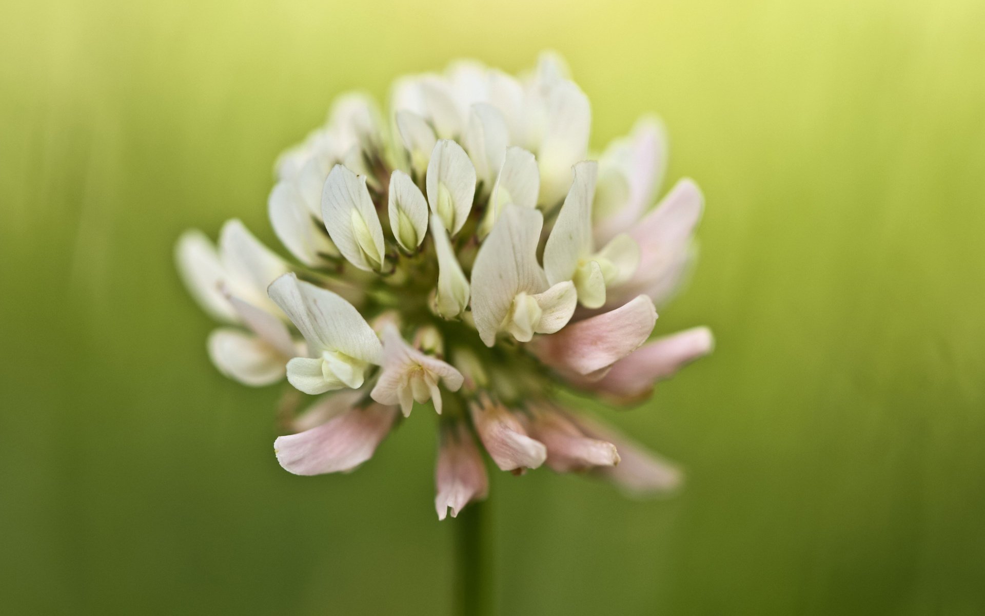 fleur gros plan été trèfle nature