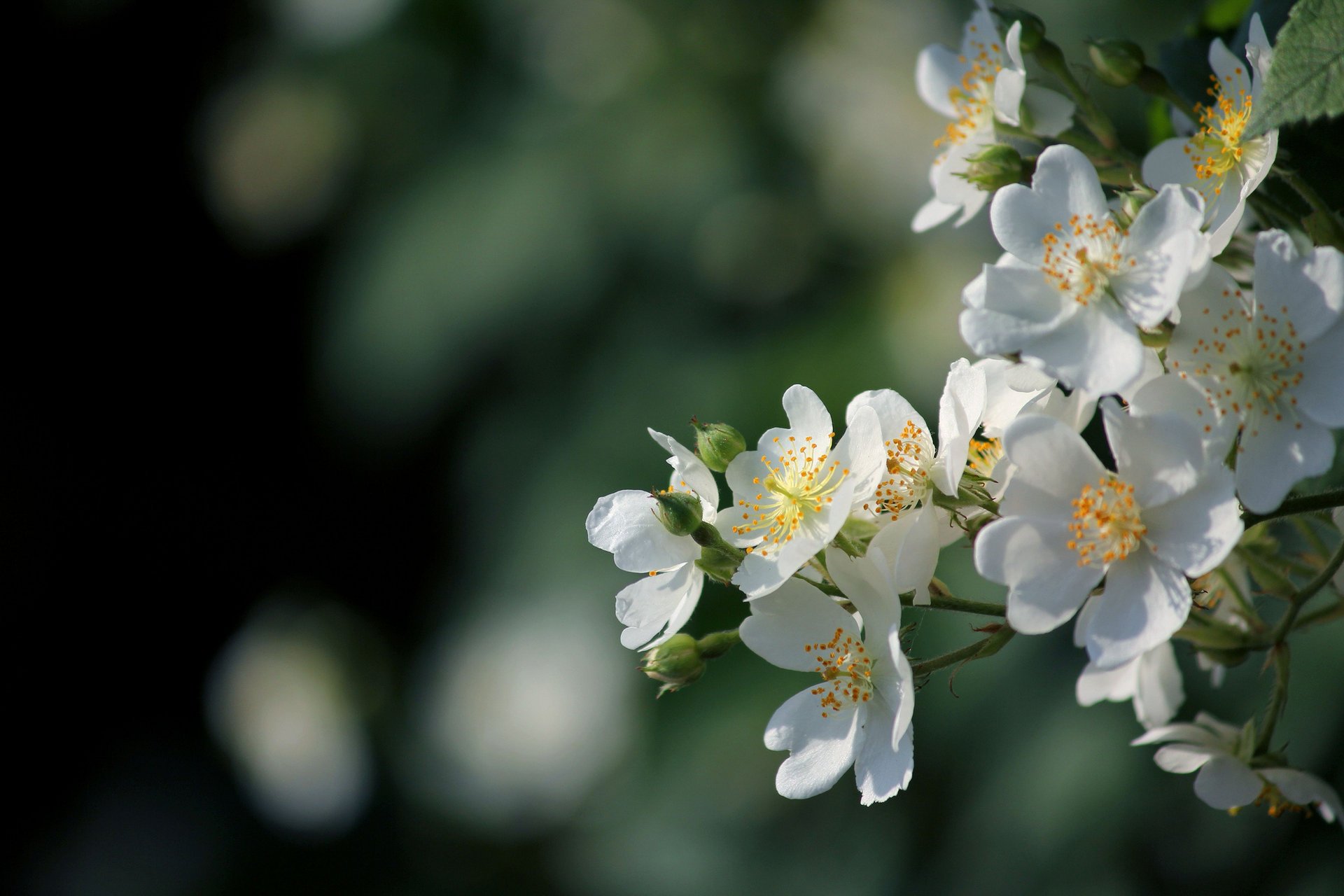 ramo fiori bagliore fioritura bianco primavera