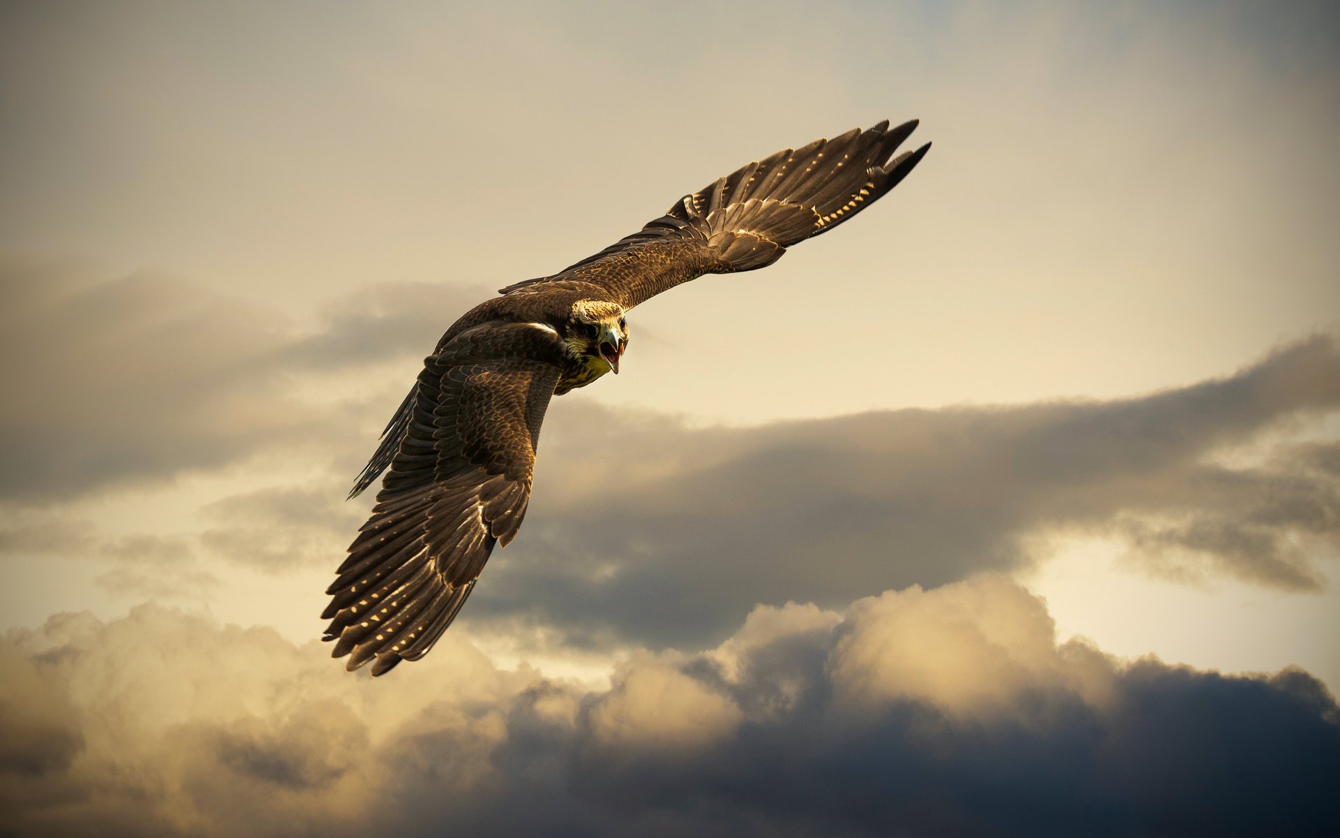 buchs suisse oiseau ciel nuages vol aigle