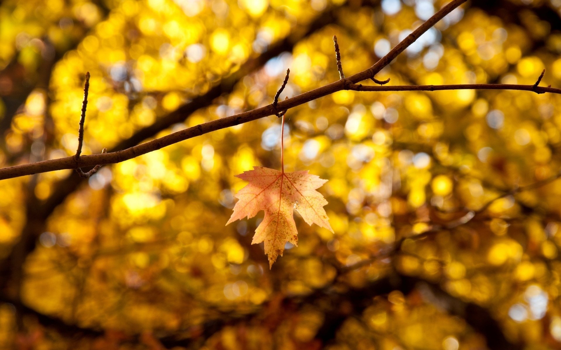 макро autumn листья leaves листик желтый осень листочек