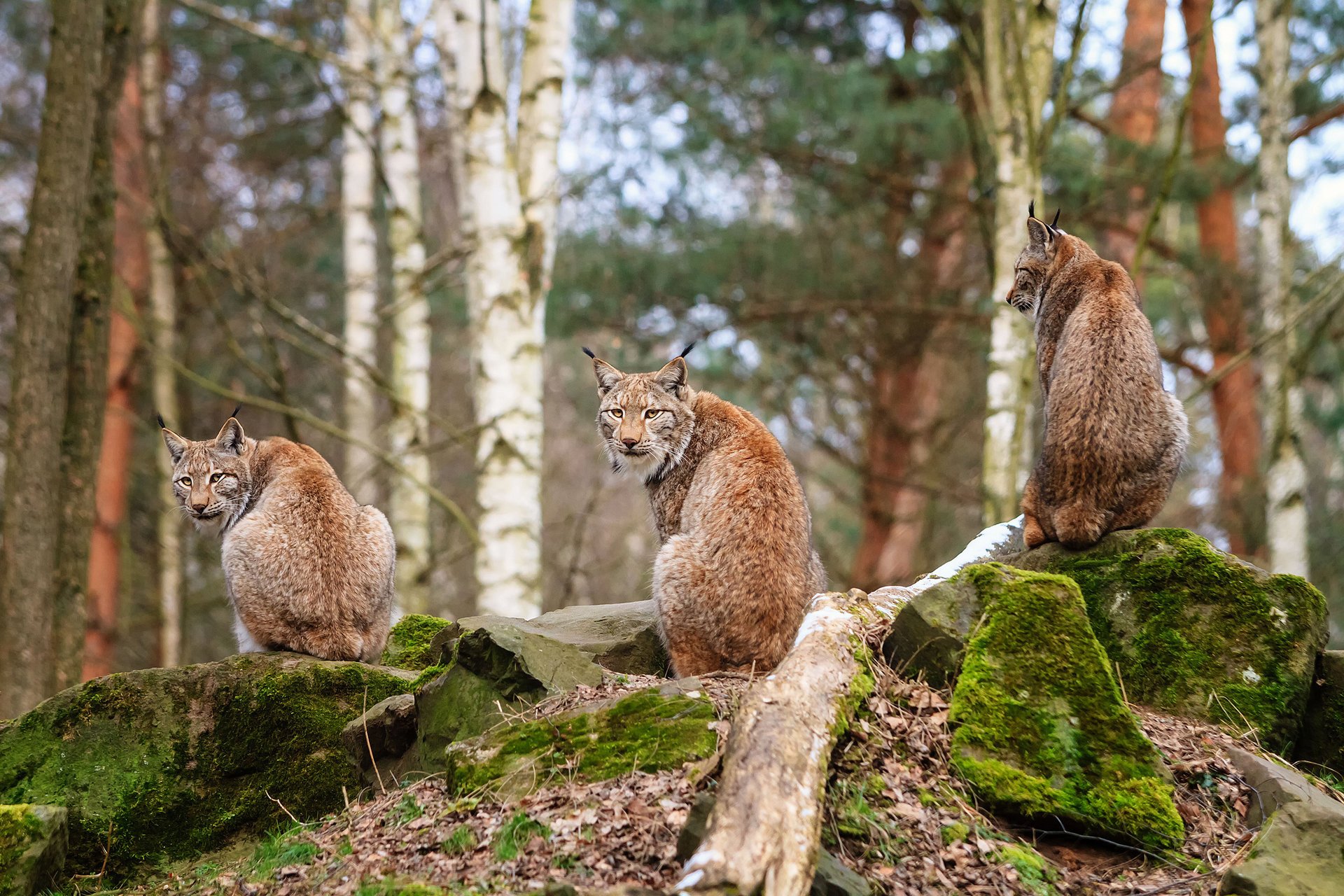 lince pietre foresta trinità