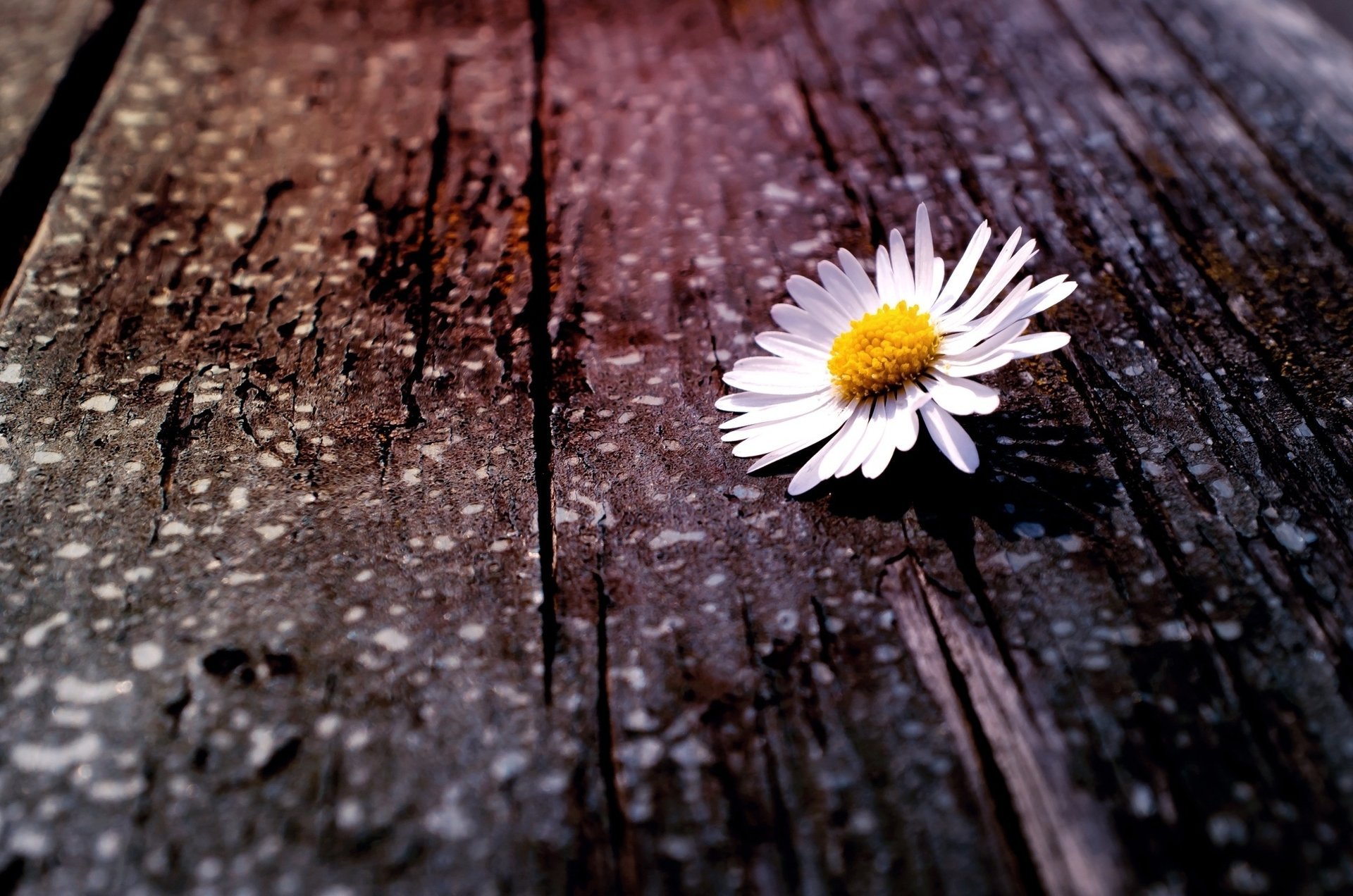 white flower yellow chamomile flower tree flower