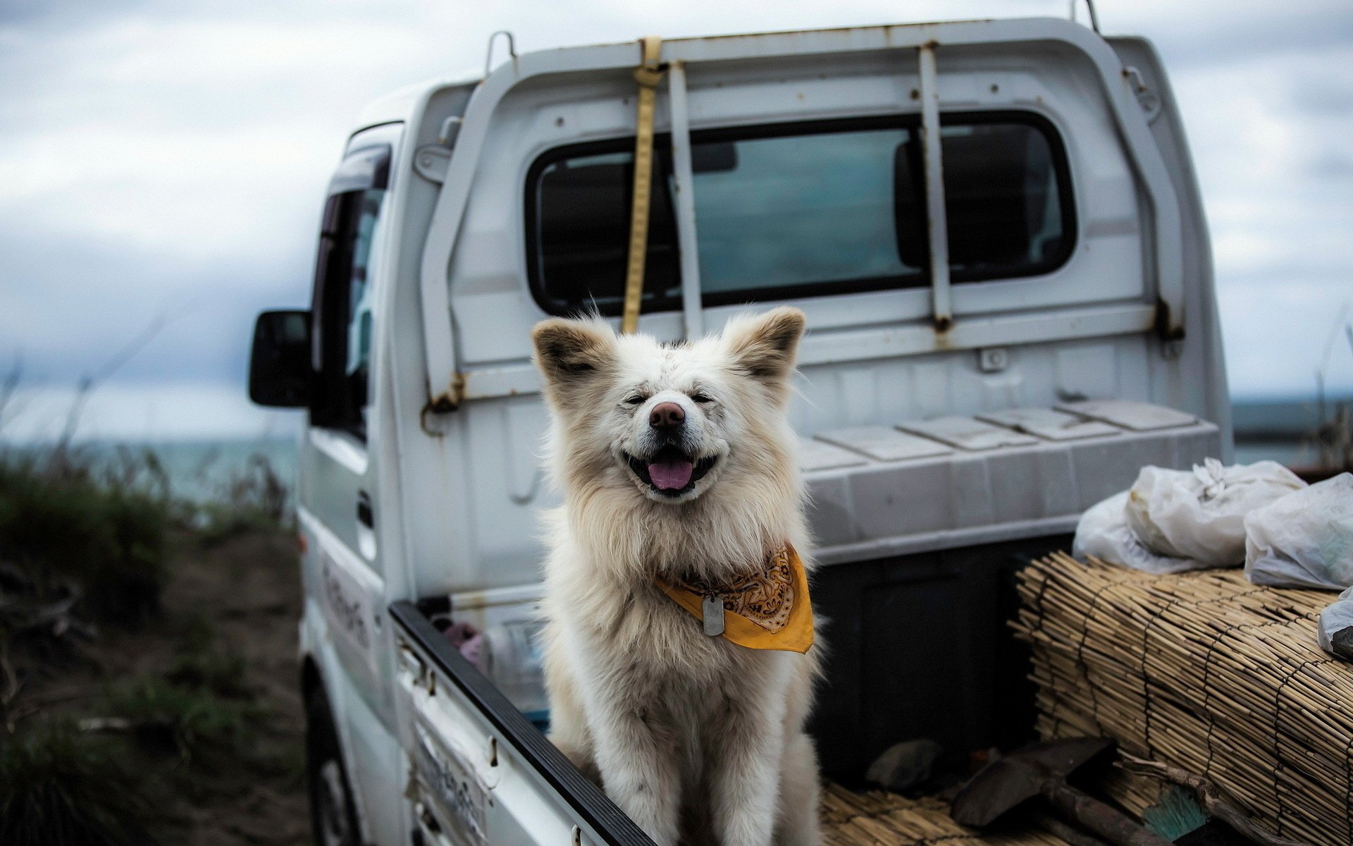 hund auto freund