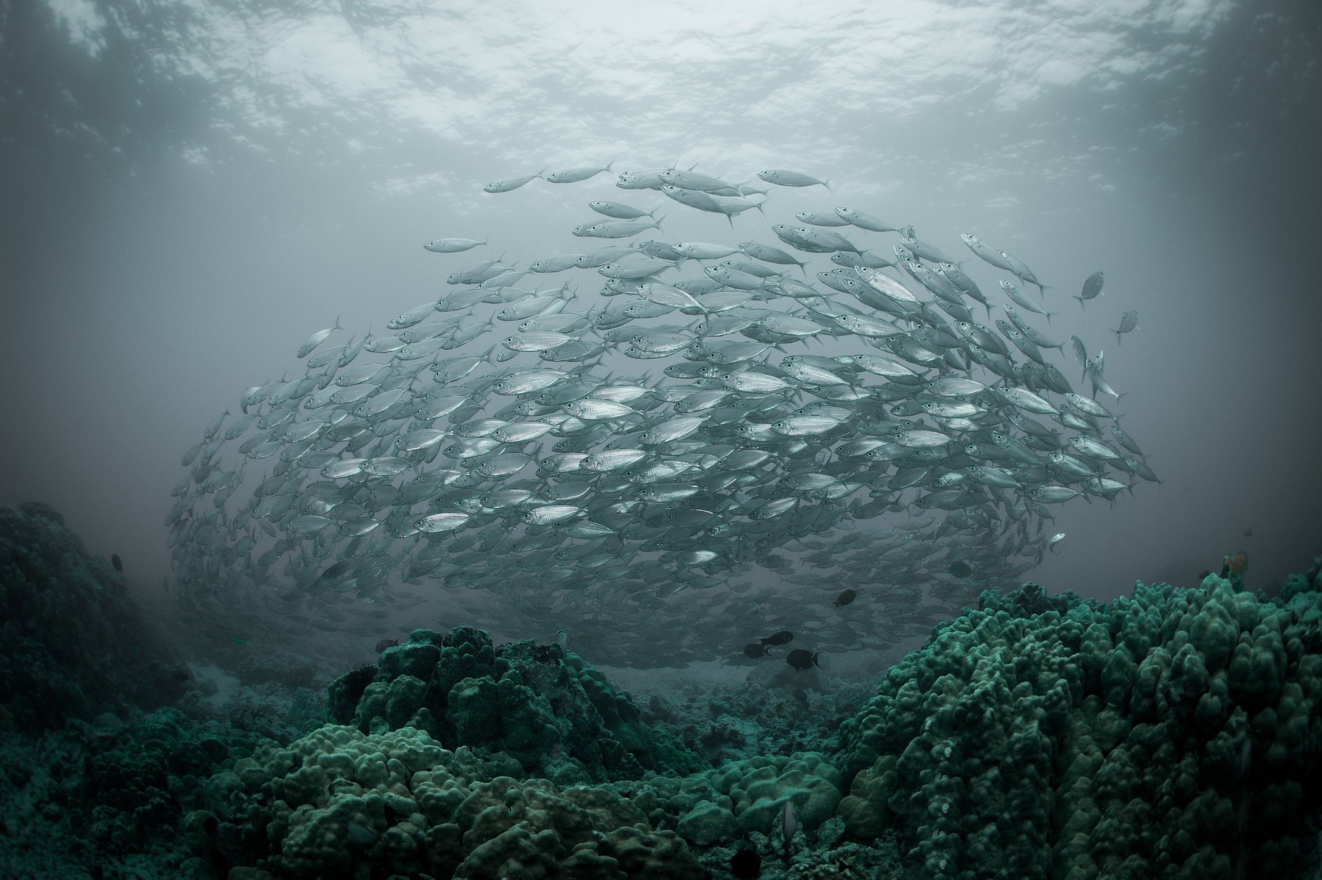 mar bandada océano peces