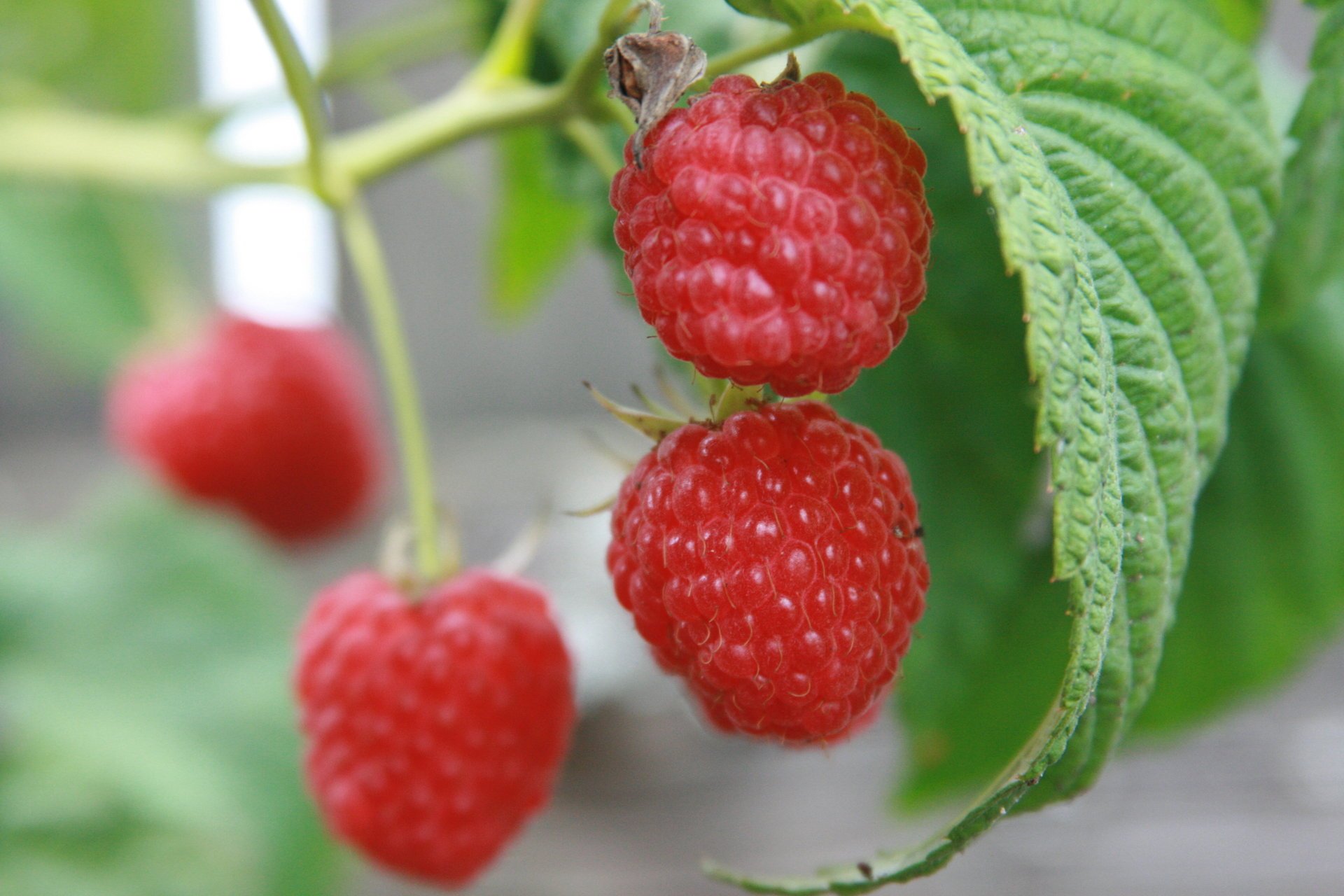 lebensmittel makro himbeeren pflanzen garten natur beere beeren