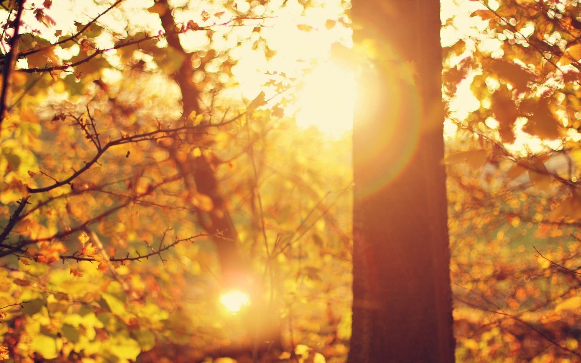 macro rays glare the sun trees leaves tree