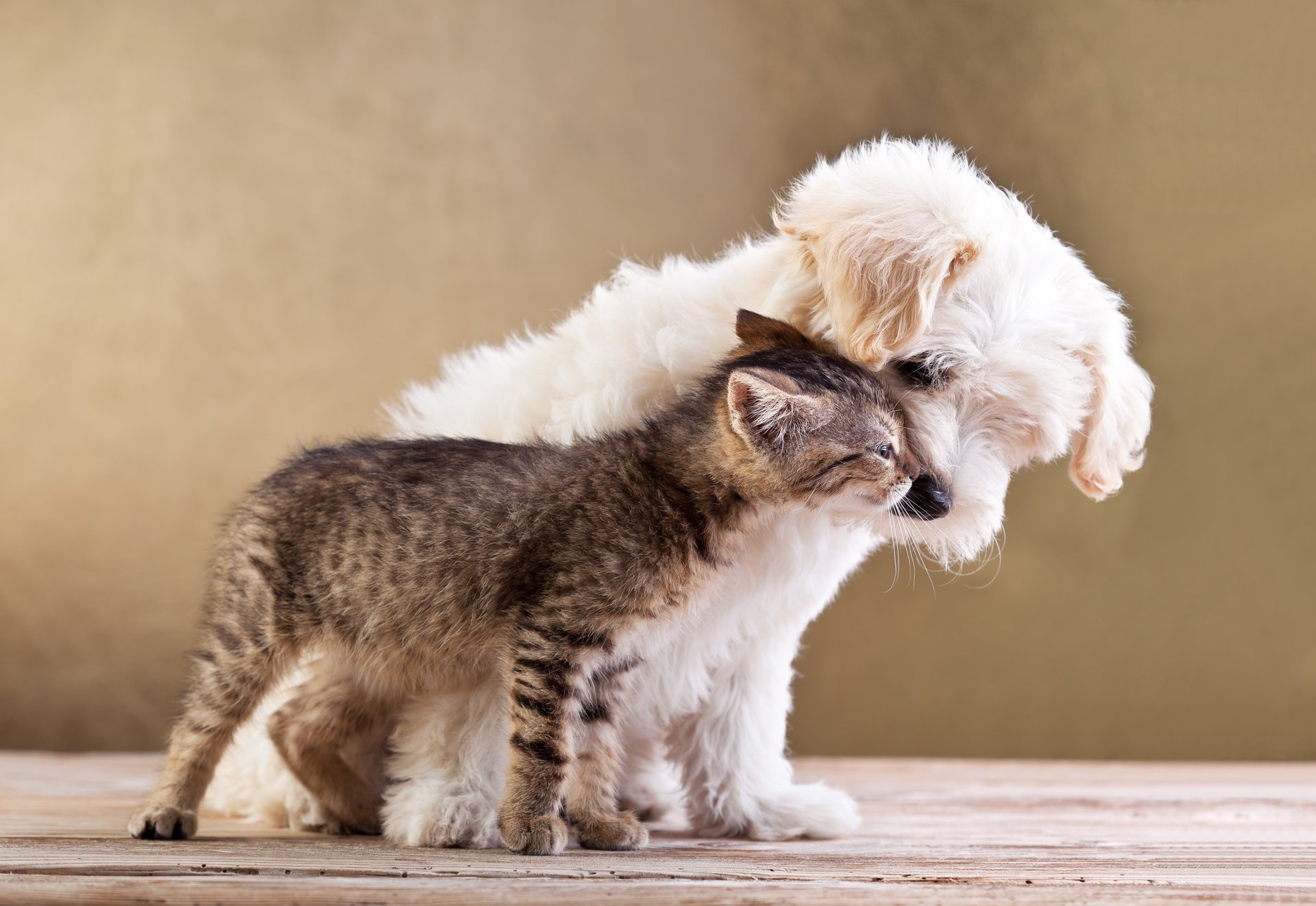 mall dog and cat together friends amis love kitten puppy