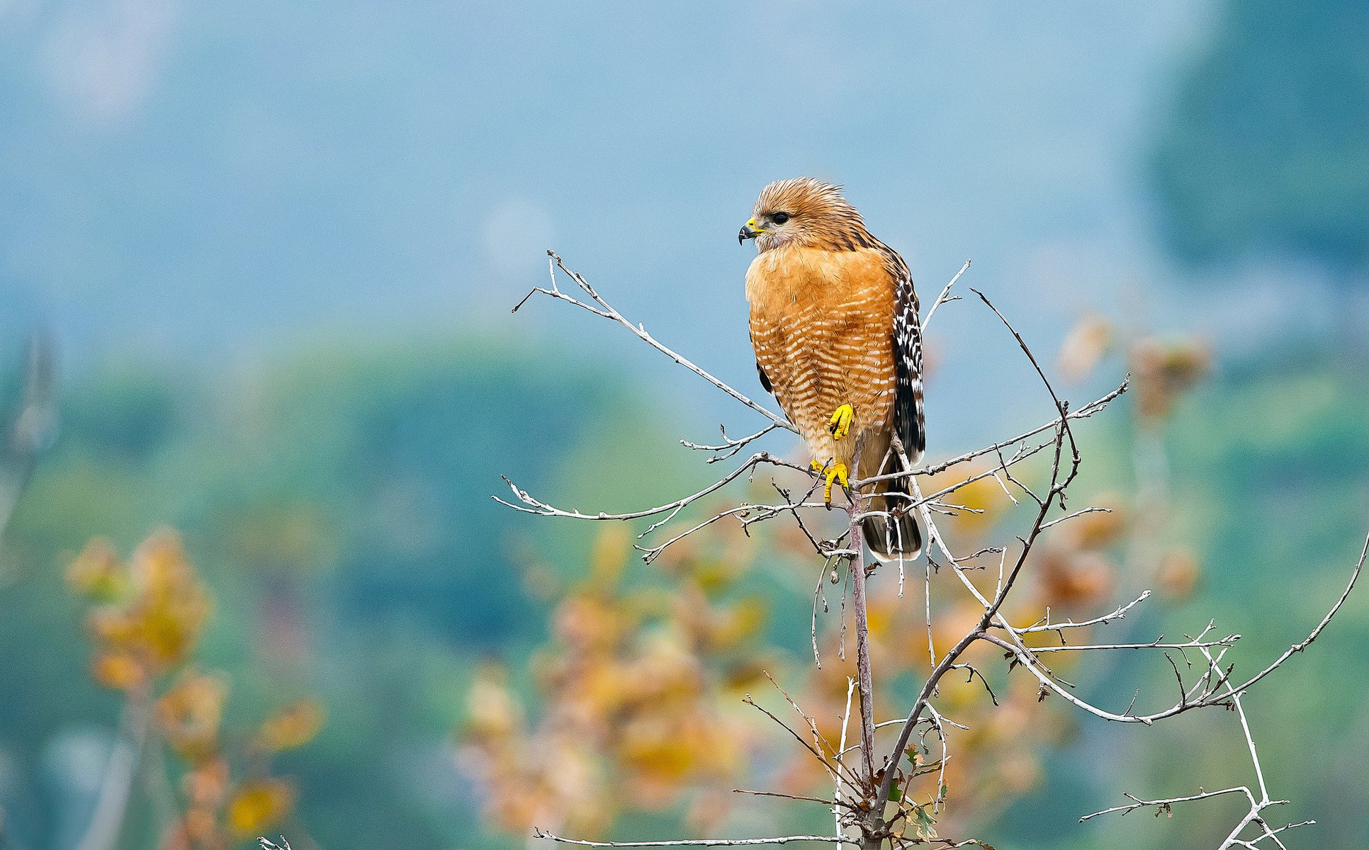 branch background predator hawk bird