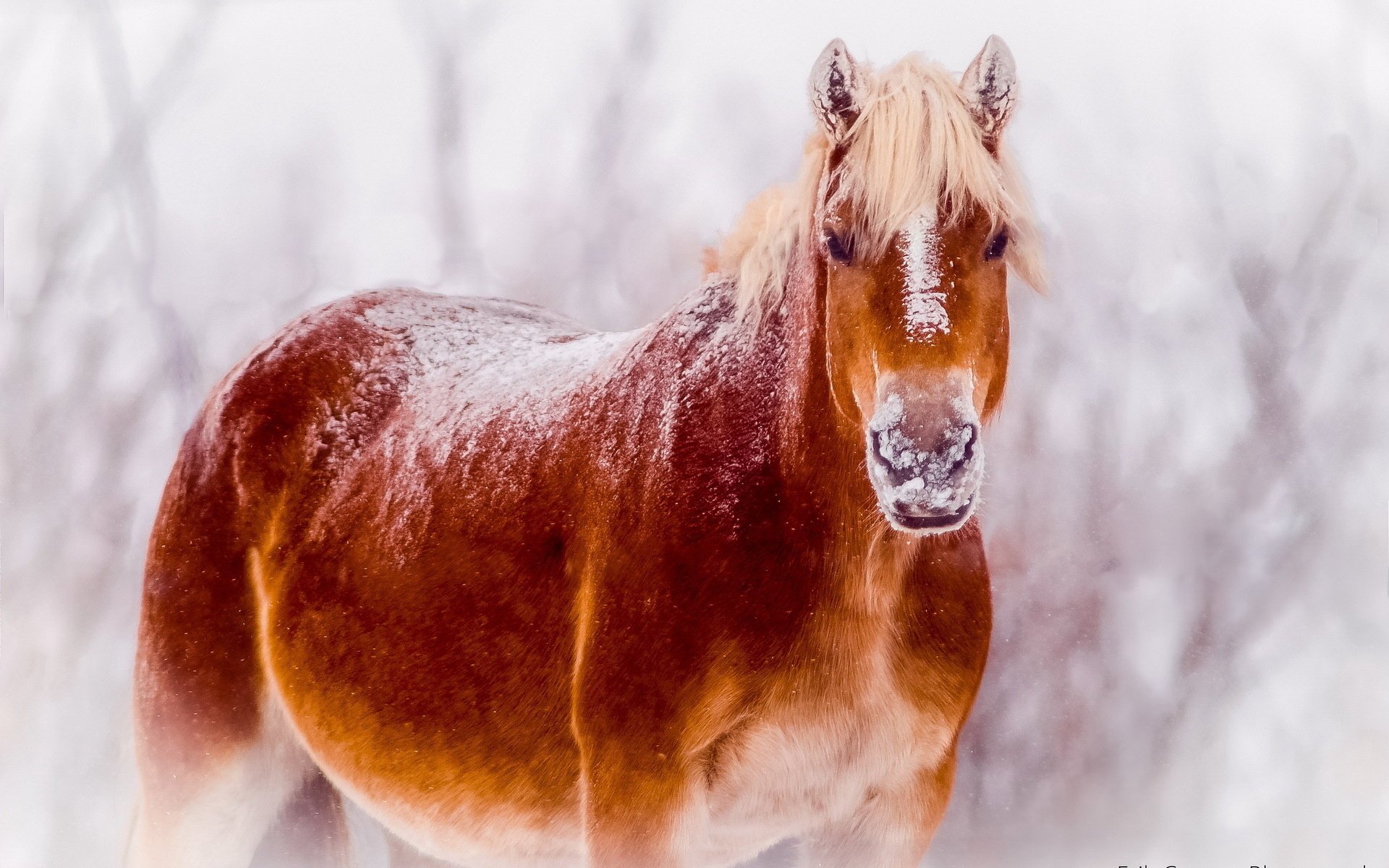 cavallo neve natura