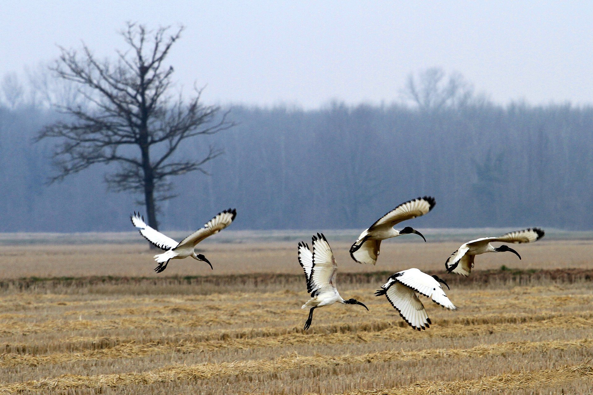 forêt ibis sacré champ oiseaux arbre