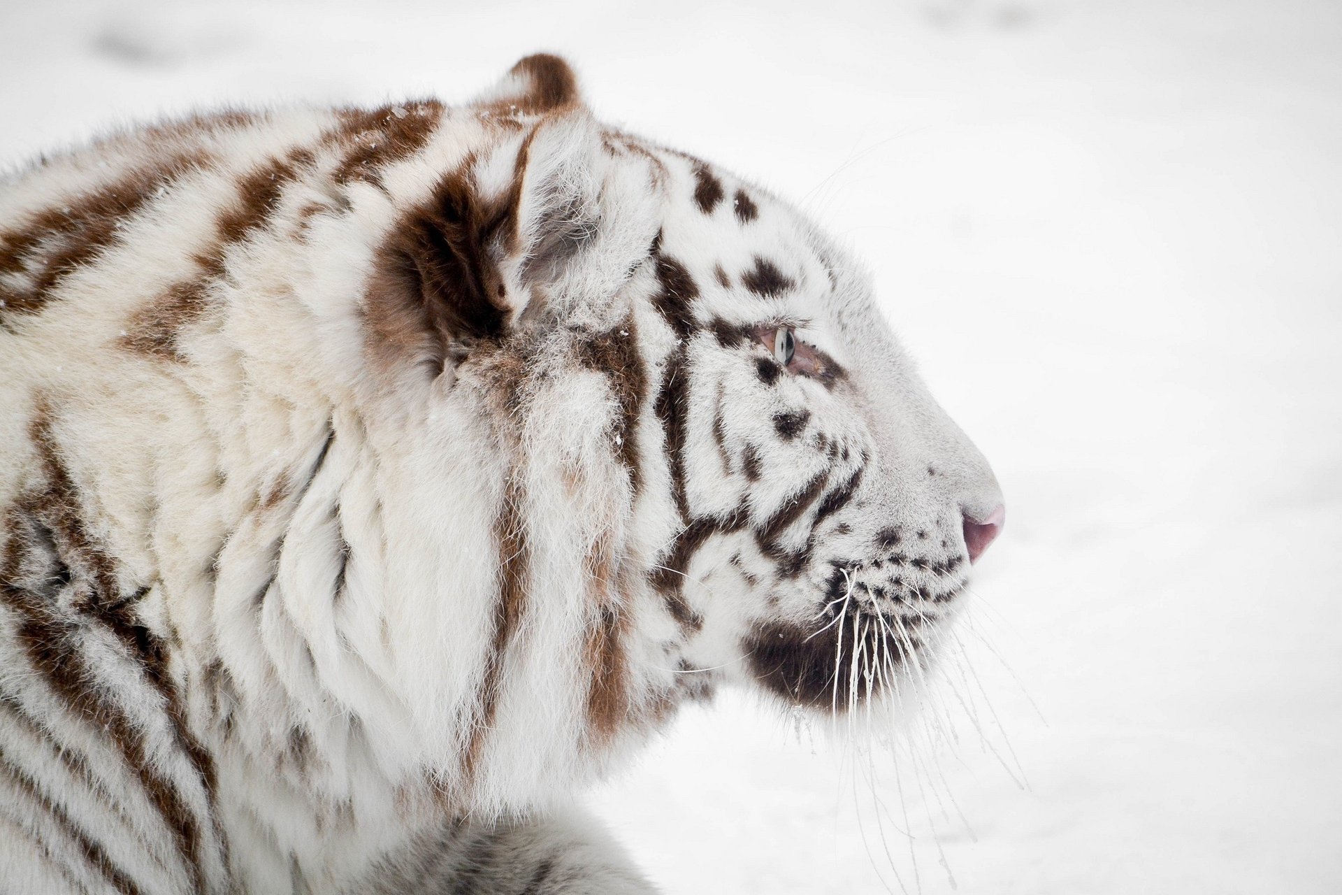 tigre blanco hocico perfil invierno gato salvaje