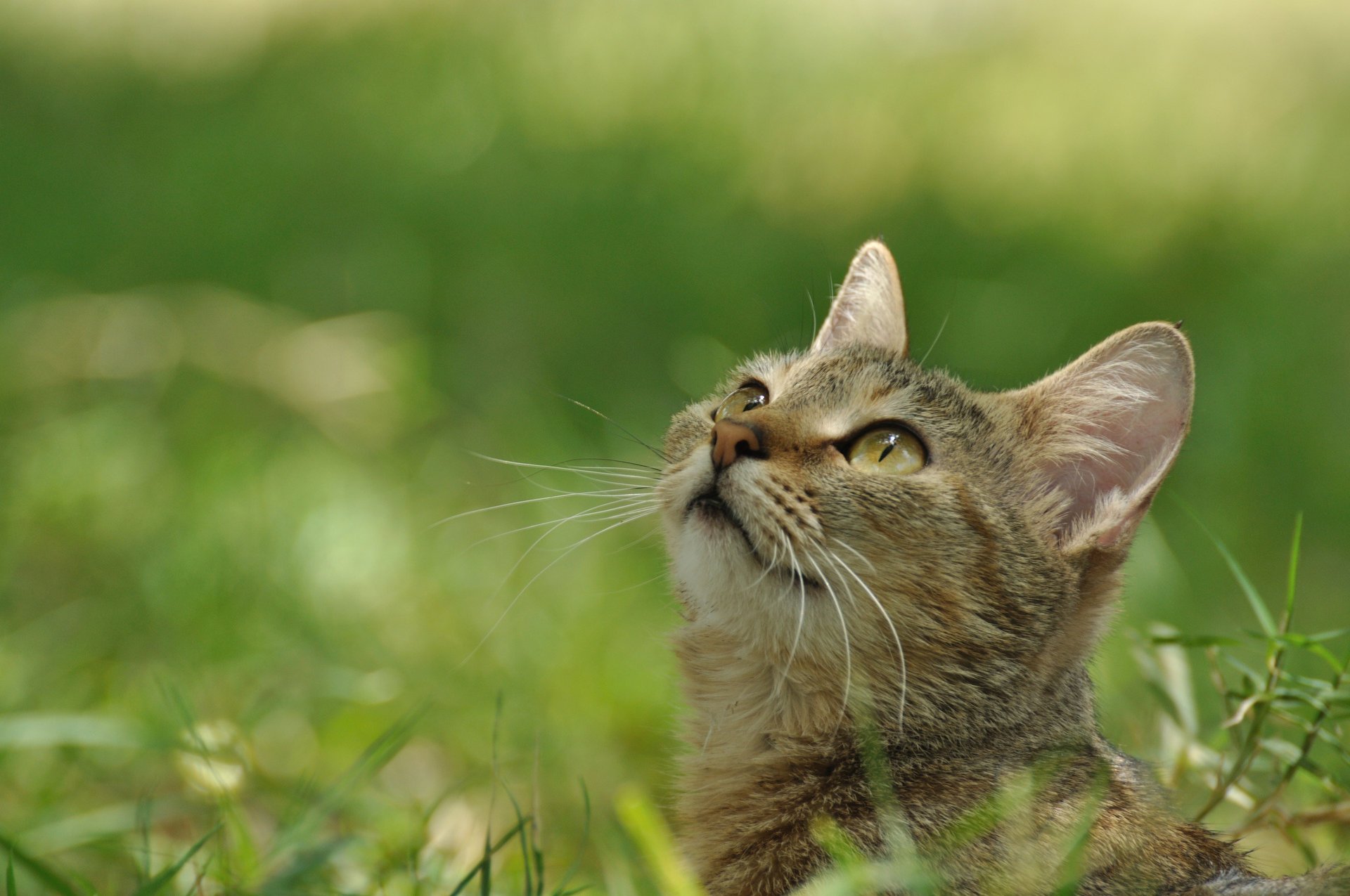 katze kätzchen aussehen gesicht gestreift grau