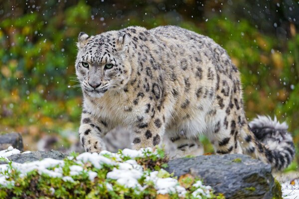 Leopardo delle nevi predatore in primavera nella foresta