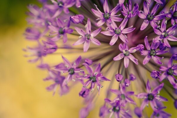 Macro fiori viola su sfondo sfocato