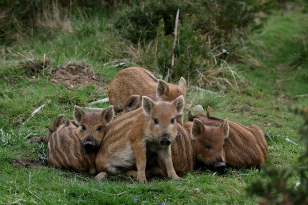 Niedliche gestreifte kleine Wildschweine auf dem Rasen