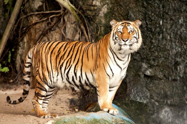 Le majestueux tigre de l amour se dresse sur une pierre