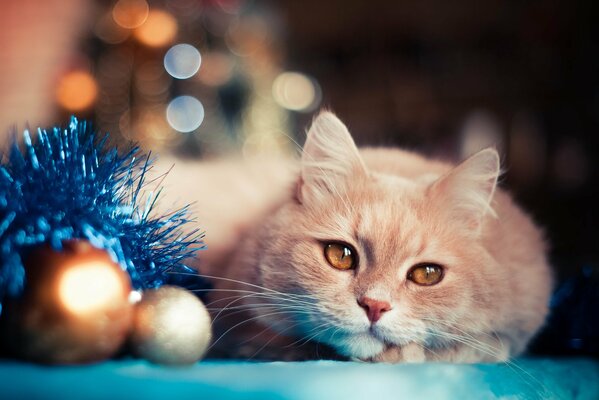 Gatto di Capodanno sul copriletto blu