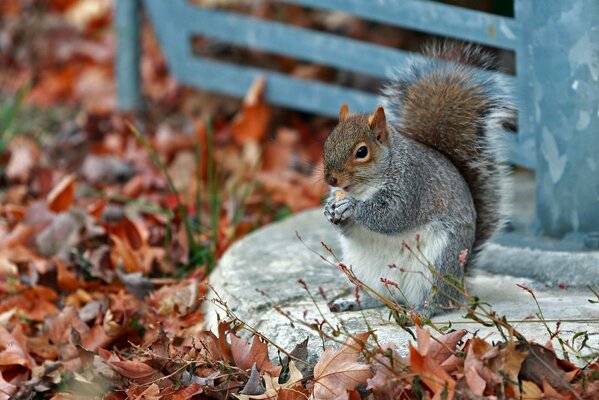 Squirrel with a nut in a circle of autumn leaves