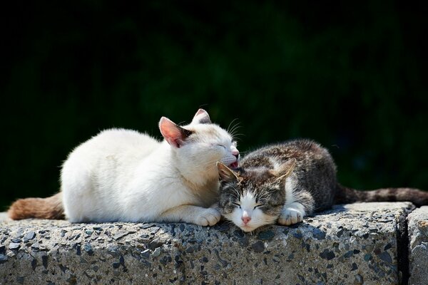 Two cats wash on the rocks