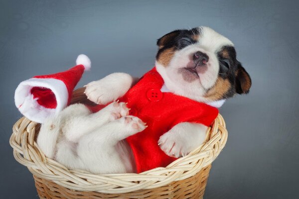 Petit chien dans un petit panier