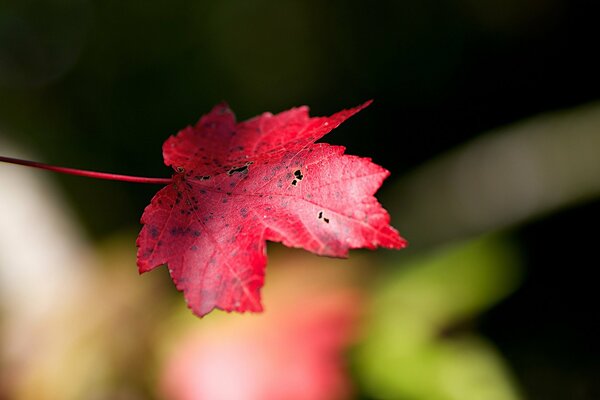 Foglia rossa nella foresta